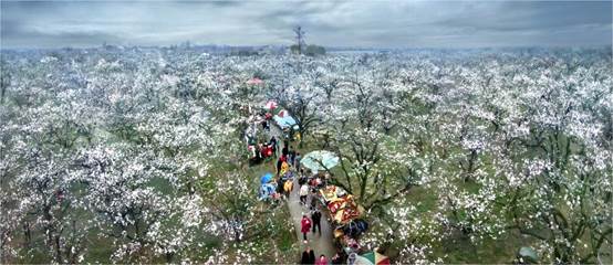 砀山梨园千树雪 相约一起到“白头”